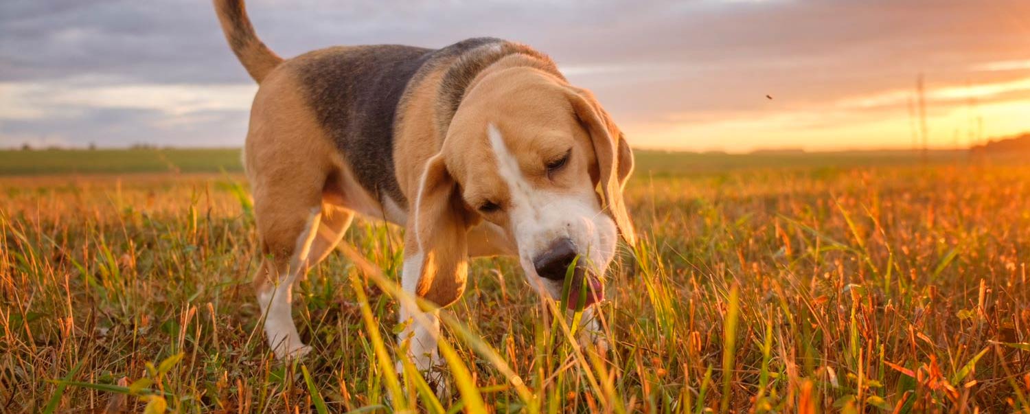 Why does my dog eat grass 